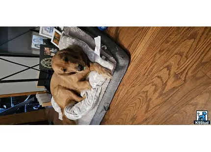 Golden Retriever stud dog: a golden retriever dog wrapped in a blanket