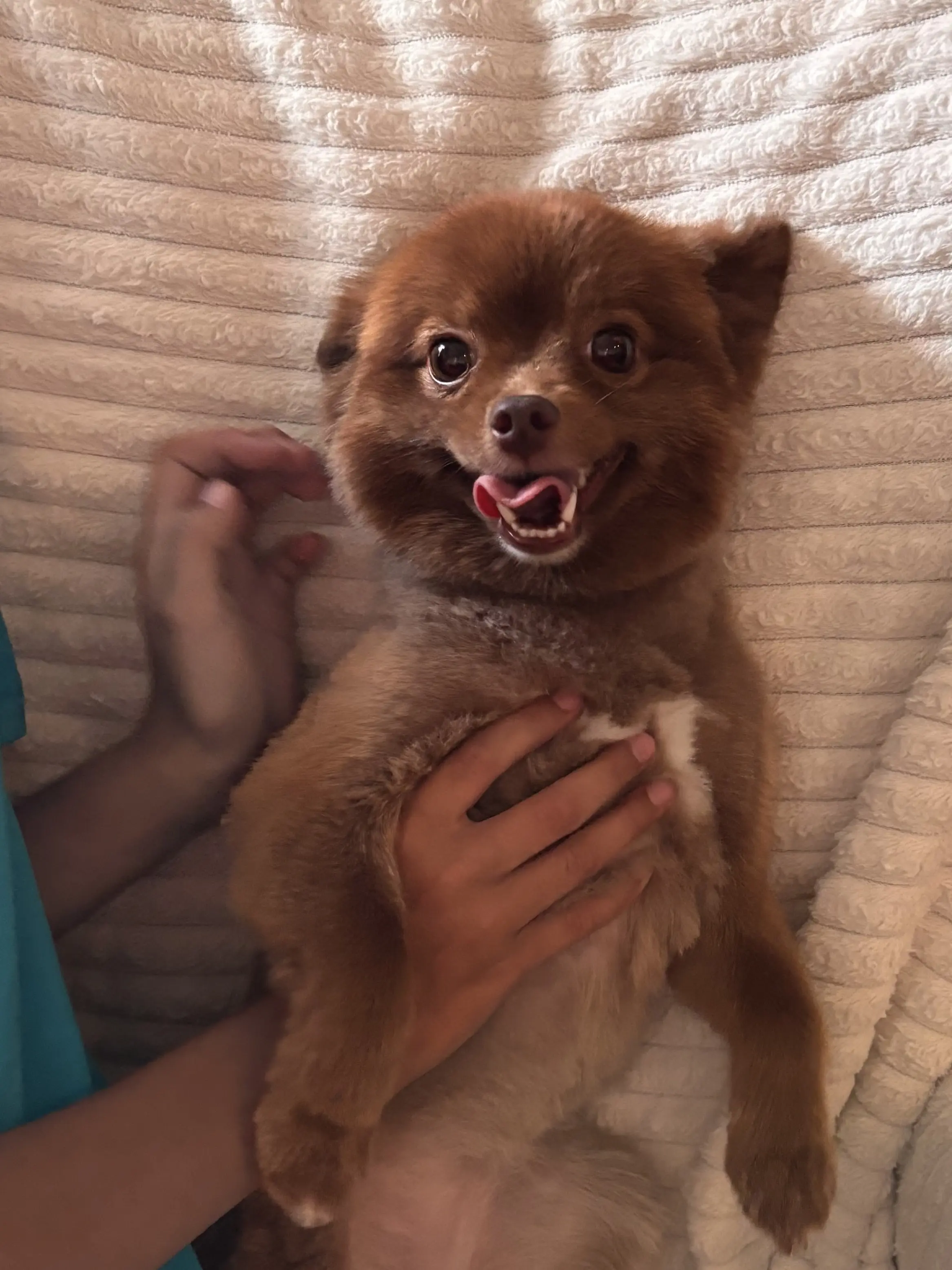 Pomeranian female dog: Fluffy brown Pomeranian being held with a happy expression