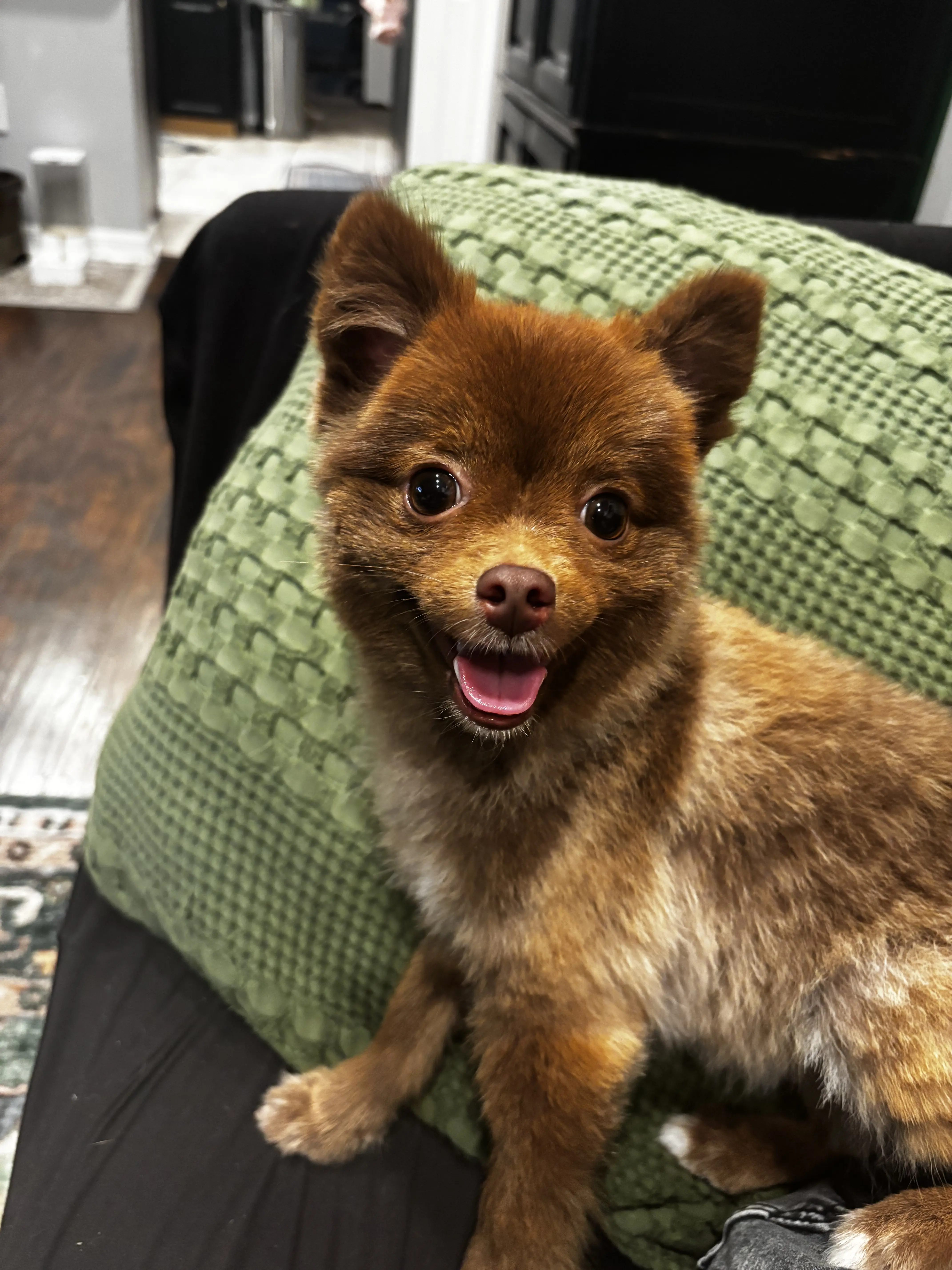 Pomeranian female dog: Fluffy brown Pomeranian sitting on a green pillow