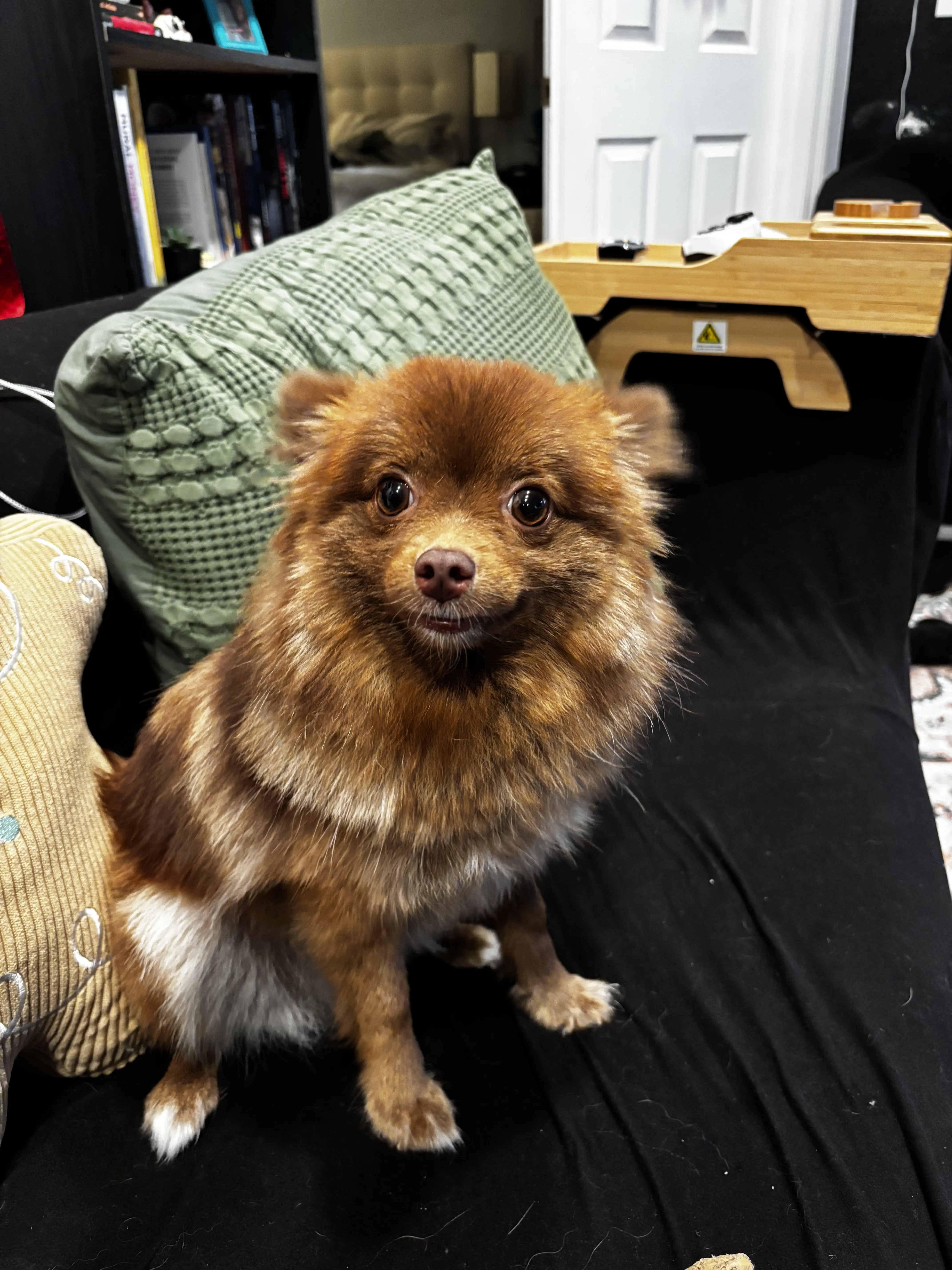 Pomeranian female dog: Fluffy brown Pomeranian sitting on a couch with pillows