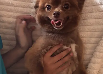 Pomeranian female dog: Fluffy brown Pomeranian being held with a happy expression