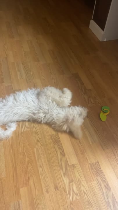 Goldendoodles stud dog: Error: Operation returned an invalid status code BadRequest<br/>Stack Trace:    at Microsoft.Azure.CognitiveServices.Vision.ComputerVision.ComputerVisionClient.<DescribeImageInStreamWithHttpMessagesAsync>d__41.MoveNext()
--- End of stack t