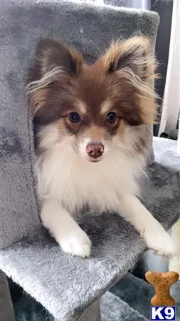 Pomeranian