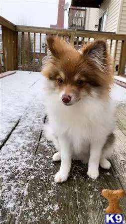 Pomeranian stud dog