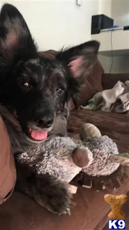 Cardigan Welsh Corgi stud dog