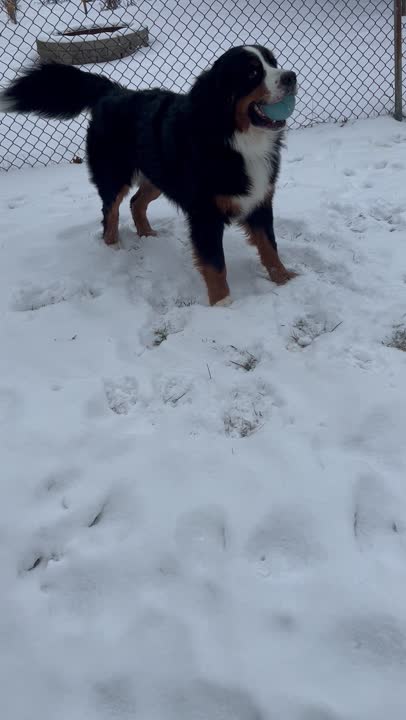 Bernese Mountain Dog stud dog: Error: Operation returned an invalid status code BadRequest<br/>Stack Trace:    at Microsoft.Azure.CognitiveServices.Vision.ComputerVision.ComputerVisionClient.<DescribeImageInStreamWithHttpMessagesAsync>d__41.MoveNext()
--- End of stack t