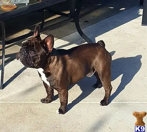 French Bulldog stud dog