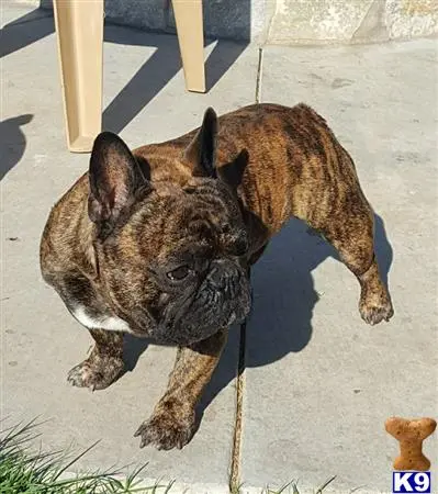 French Bulldog stud dog