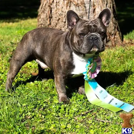 French Bulldog stud dog