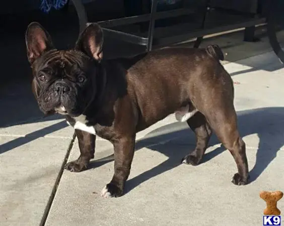 French Bulldog stud dog