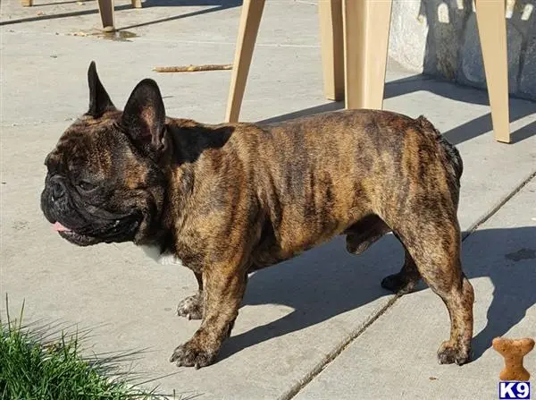 French Bulldog stud dog