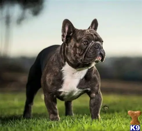 French Bulldog stud dog