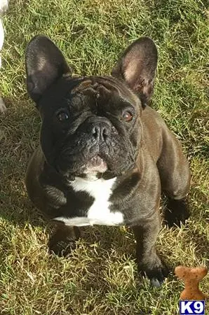 French Bulldog stud dog