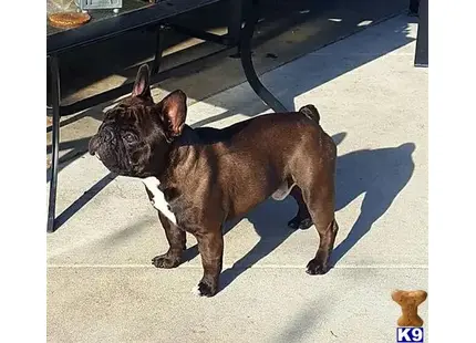 a french bulldog dog standing on a sidewalk