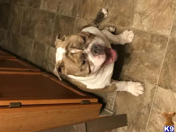 English Bulldog stud dog: a english bulldog dog lying on the ground