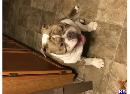 English Bulldog stud dog: a english bulldog dog lying on the ground