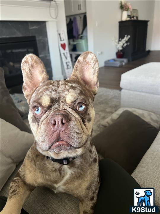 a french bulldog dog sitting on a couch