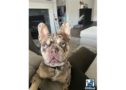 a french bulldog dog sitting on a couch