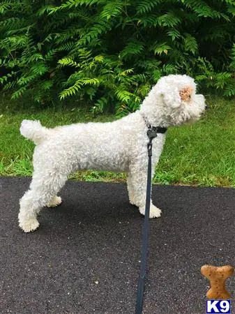 Poodle stud dog