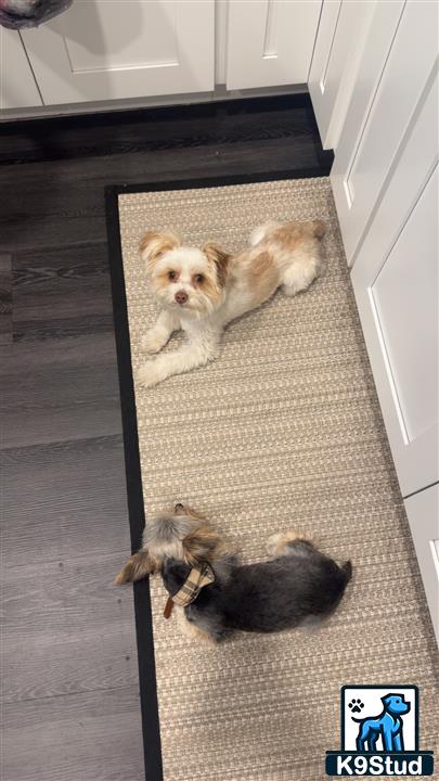 a group of yorkshire terrier dogs lying on the floor