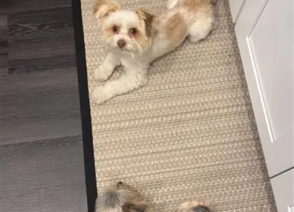 a group of yorkshire terrier dogs lying on the floor