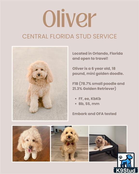 a goldendoodles dog sitting on a chair