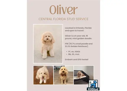 a goldendoodles dog sitting on a chair