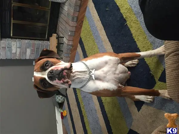 Boxer stud dog