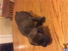 boxer puppy posted by olphain