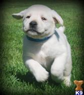 labrador retriever puppy posted by olson382003