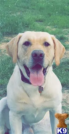 Labrador Retriever stud dog