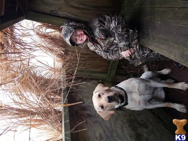 Labrador Retriever stud dog