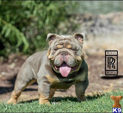 a english bulldog dog running in grass