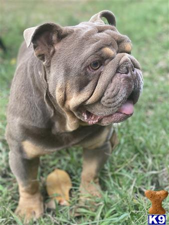 a english bulldog dog with its mouth open