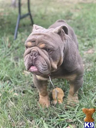 English Bulldog stud dog