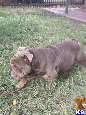 English Bulldog stud dog