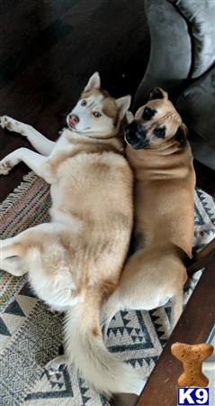a couple siberian husky dogs lying on a couch