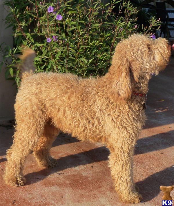 labradoodles fully grown. TX USA, Labradoodle Dogs