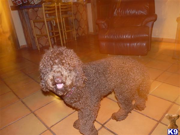 Labradoodle stud dog