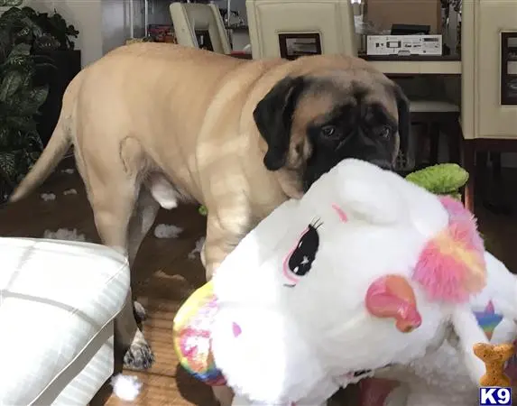 Mastiff stud dog: a mastiff dog playing with a stuffed animal