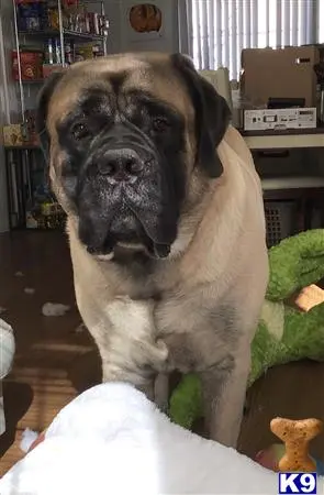 Mastiff stud dog: a mastiff dog sitting on a couch
