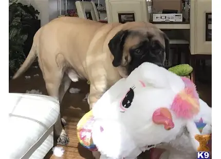 Mastiff stud dog: a mastiff dog playing with a stuffed animal