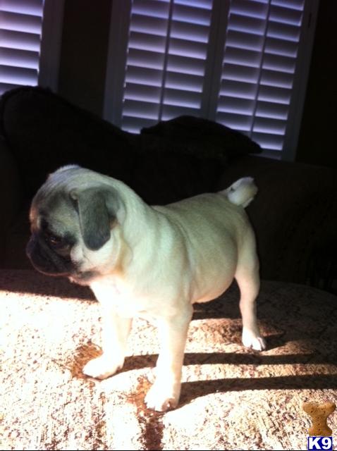 pugs for sale in el paso tx pug puppy for sale beautiful akc fawn pug puppies 7 years pugs for sale in el paso tx pug puppy for sale beautiful akc fawn pug puppies 7 years