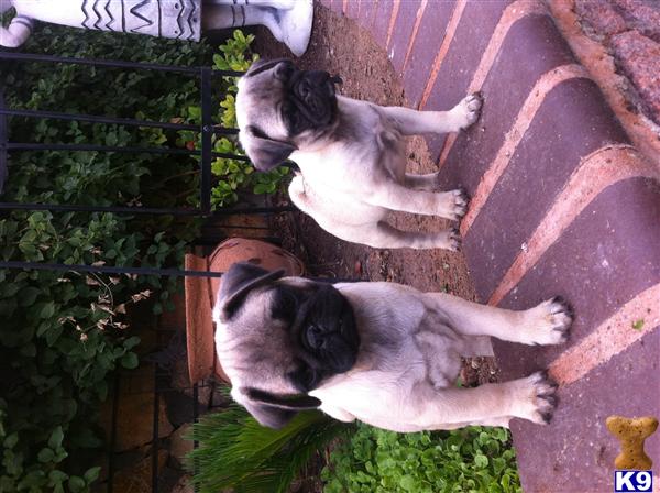 pugs for sale in el paso tx pug puppy for sale akc fawn pug puppies 5 years pugs for sale in el paso tx pug puppy for sale akc fawn pug puppies 5 years