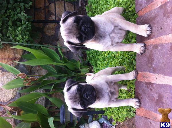 pugs for sale in el paso tx pug puppy for sale akc fawn pug puppies 5 years pugs for sale in el paso tx pug puppy for sale akc fawn pug puppies 5 years