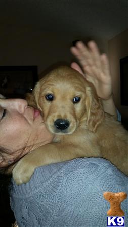 golden retriever puppy posted by onegoldenlover