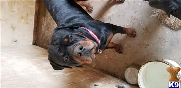 Rottweiler stud dog