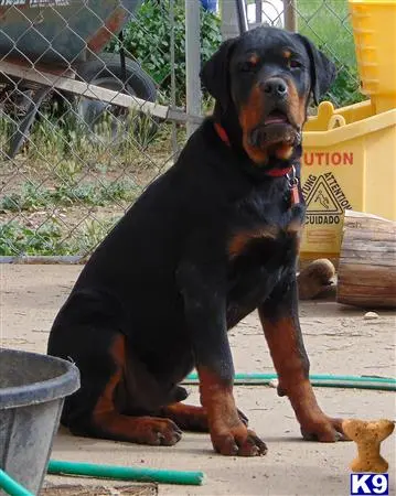 Rottweiler stud dog