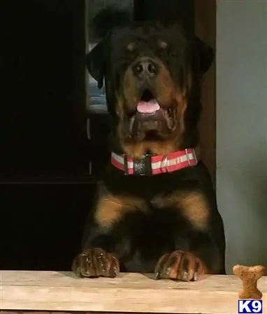 Rottweiler stud dog