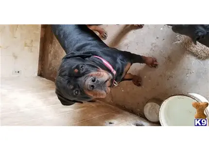 a rottweiler dog standing on a wood floor